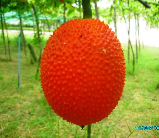 ผลไม้…จากสวรรค์ ผลไม้...จากสวรรค์