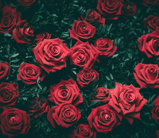 ‘กุหลาบสีแดง’ และ poll วันวาเลนไทน์