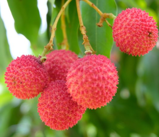 ชาวสวนเฮ ! ลิ้นจี่โลละพัน