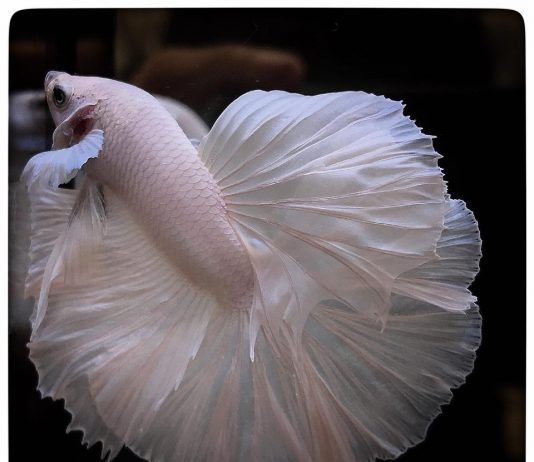 ปลากัดออนไลน์..ขายได้ไม่ง้อหน้าร้าน