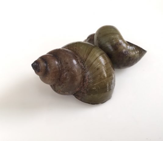 ซอสหอยขม! ไอเดียใหม่นักวิจัยไทย