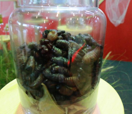 แมลง..อาหารแห่งอนาคต