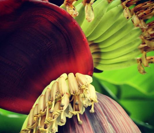 ขาย ‘กล้วย’ รวยกว่า ‘ทอง’