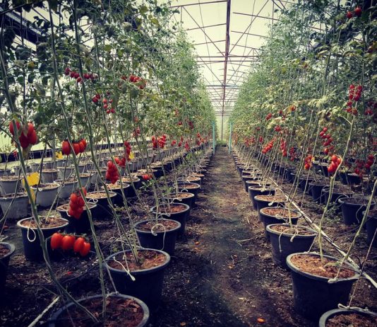 มะเขือเทศเชอร์รี่..ฟาร์ม (ลับ) แตะขอบฟ้า