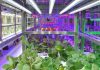 Plant Factory…เทรนด์ใหม่ด้านการเกษตรของโลกที่น่าจับตา