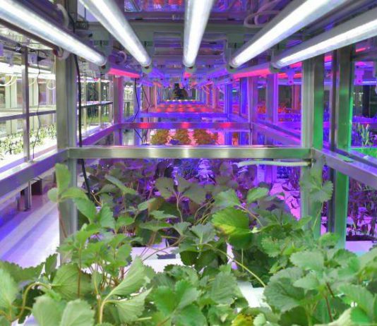 Plant Factory…เทรนด์ใหม่ด้านการเกษตรของโลกที่น่าจับตา