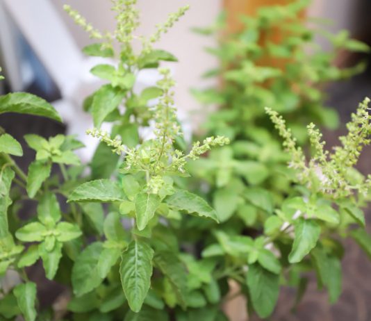 ต่อยอด ‘กะเพรา’ สู่นวัตกรรมทางการแพทย์