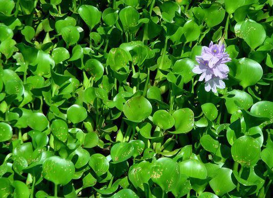 รองเท้าผักตบชวา ฝีมือผู้ต้องขังเมืองนกยักษ์