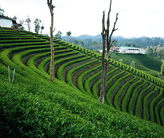 ชาวาวี…พลิกแนวคิด ชีวิตเปลี่ยน By ECONMAN