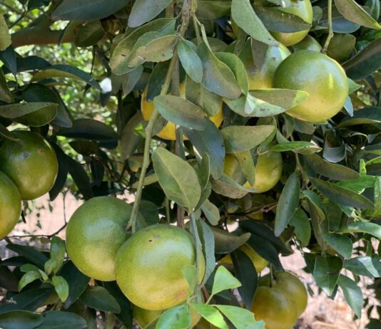 ส้มแม่สิน จังหวัดสุโขทัย