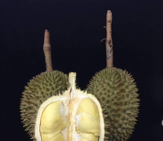 ทุเรียนหลง-หลินลับแล จ.อุตรดิตถ์