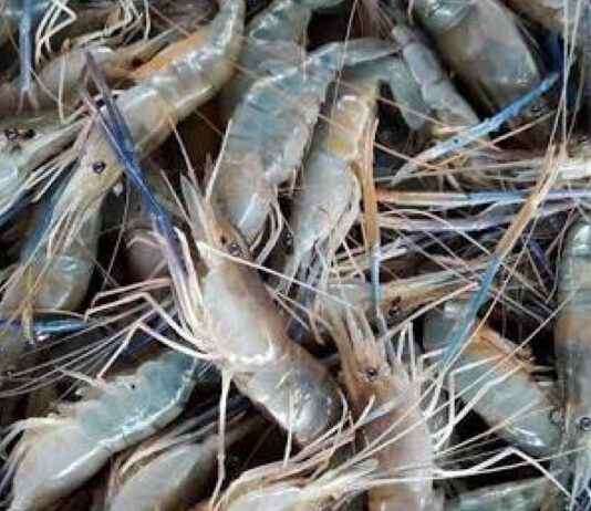กุ้งไทย..ปลอดภัย ไร้โควิด
