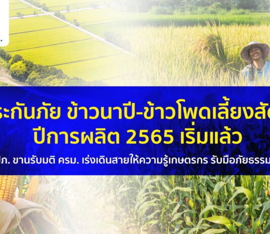 ประกันภัยข้าวนาปี-ข้าวโพดเลี้ยงสัตว์ ปีการผลิต 2565 เริ่มแล้ว