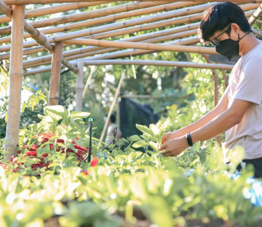SAFETist Farm เกษตรกรรมริมคลองบางมด