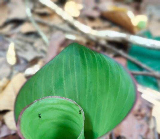 ผักเปราะโคราช ปรุงอาหารอร่อยเลิศ