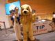ทิพยประกันภัยเอาใจลูกค้า TIP PET Lover