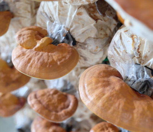 นาโนเทค สวทช. พัฒนาเห็ดหลินจือสู่เครื่องสำอางระดับโลก