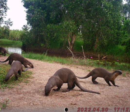 เปิดฮอตสปอต ภัยคุกคาม “นาก” 5 จังหวัดภาคใต้อันดามันของไทย