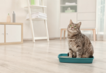 บริษัทจีนมุ่งมั่นพัฒนาทรายแมว เพื่อคุณภาพชีวิตที่ดีขึ้นของน้องเหมียว