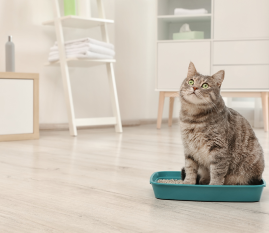 บริษัทจีนมุ่งมั่นพัฒนาทรายแมว เพื่อคุณภาพชีวิตที่ดีขึ้นของน้องเหมียว