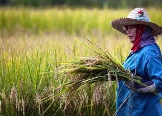 ร่างกม.ปฏิรูปที่ดินจ่อเข้าสภา ฉบับเก่าใช้ยาวนาน 5 ทศวรรษ