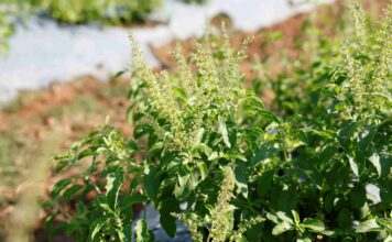 ซีพีแรม ไขข้อสงสัยดราม่าจดทะเบียนคุ้มครองกะเพรา พันธุ์พืชดั้งเดิมต้องรักษา ย้ำคนไทยยังปลูก กิน ขาย ได้ตามปกติ พันธุ์พืชใหม่ต้องพัฒนาวิจัย เพื่อแข่งขันได้ในเวทีโลก