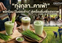 ทุ่งกุลา..คาเฟ่! พลิกโฉม “ใบอ่อนข้าว” สู่เครื่องดื่มเพื่อสุขภาพ
