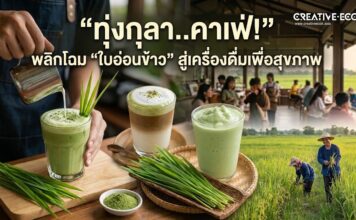 ทุ่งกุลา..คาเฟ่! พลิกโฉม “ใบอ่อนข้าว” สู่เครื่องดื่มเพื่อสุขภาพ