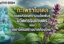 “กะเพราโมเดล” ถอดรหัสสงครามเมล็ดพันธุ์ นวัตกรรมเกษตร หรือ เขย่าโครงสร้างปากท้องไทย?