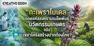 “กะเพราโมเดล” ถอดรหัสสงครามเมล็ดพันธุ์ นวัตกรรมเกษตร หรือ เขย่าโครงสร้างปากท้องไทย?